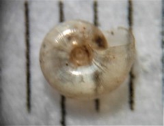 Glyphyalinia