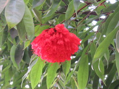 Brownea grandiceps