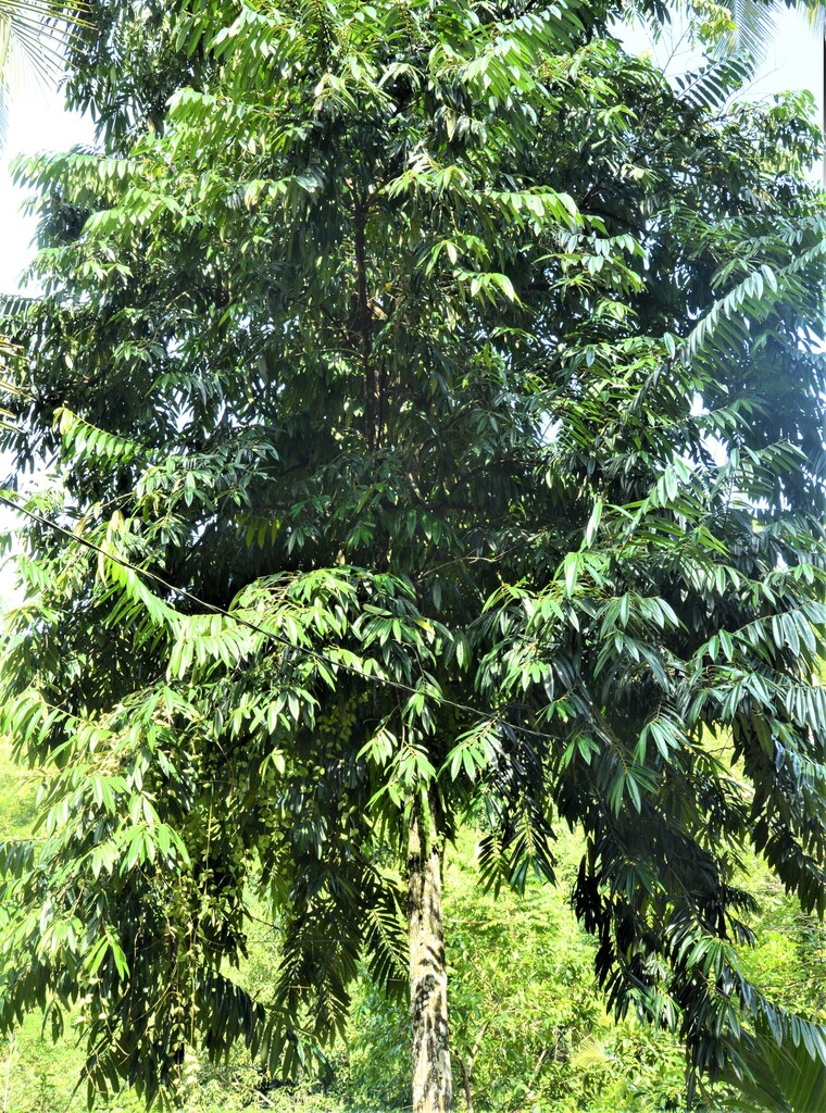 Eboni (Diospyros celebica)