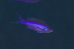 Mirolabrichthys pascalus