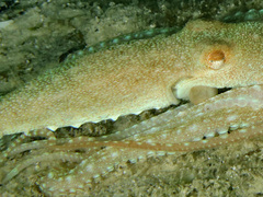 Callistoctopus aspilosomatis