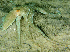 Callistoctopus aspilosomatis