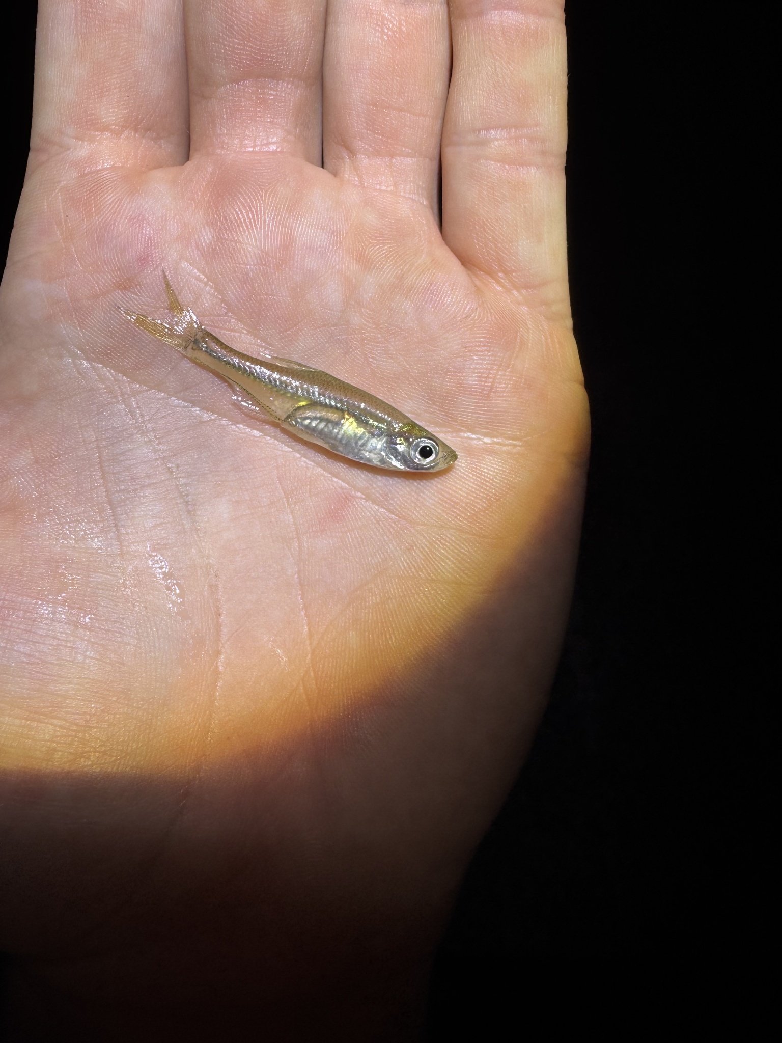 Taiwan Lesser-Bream photo 4