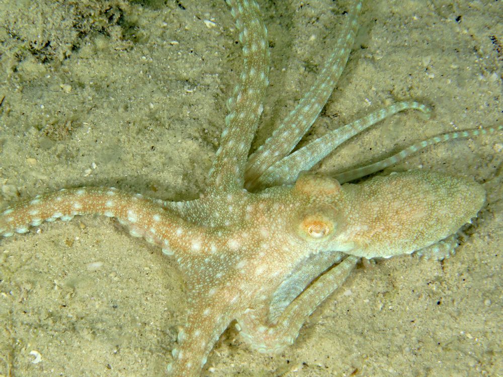 Plainbody Night Octopus