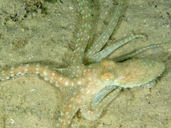 Callistoctopus aspilosomatis