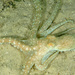 Plainbody Night Octopus - Photo (c) Anne Hoggett, some rights reserved (CC BY-NC), uploaded by Anne Hoggett