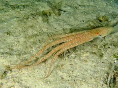 Callistoctopus aspilosomatis