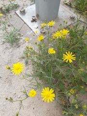 Senecio glaucus
