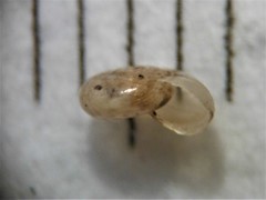 Glyphyalinia