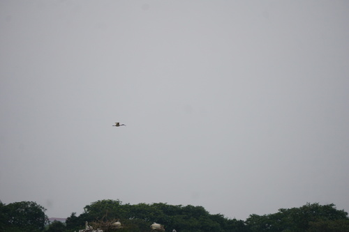 Black-headed Ibis (Threskiornis melanocephalus), photo 10