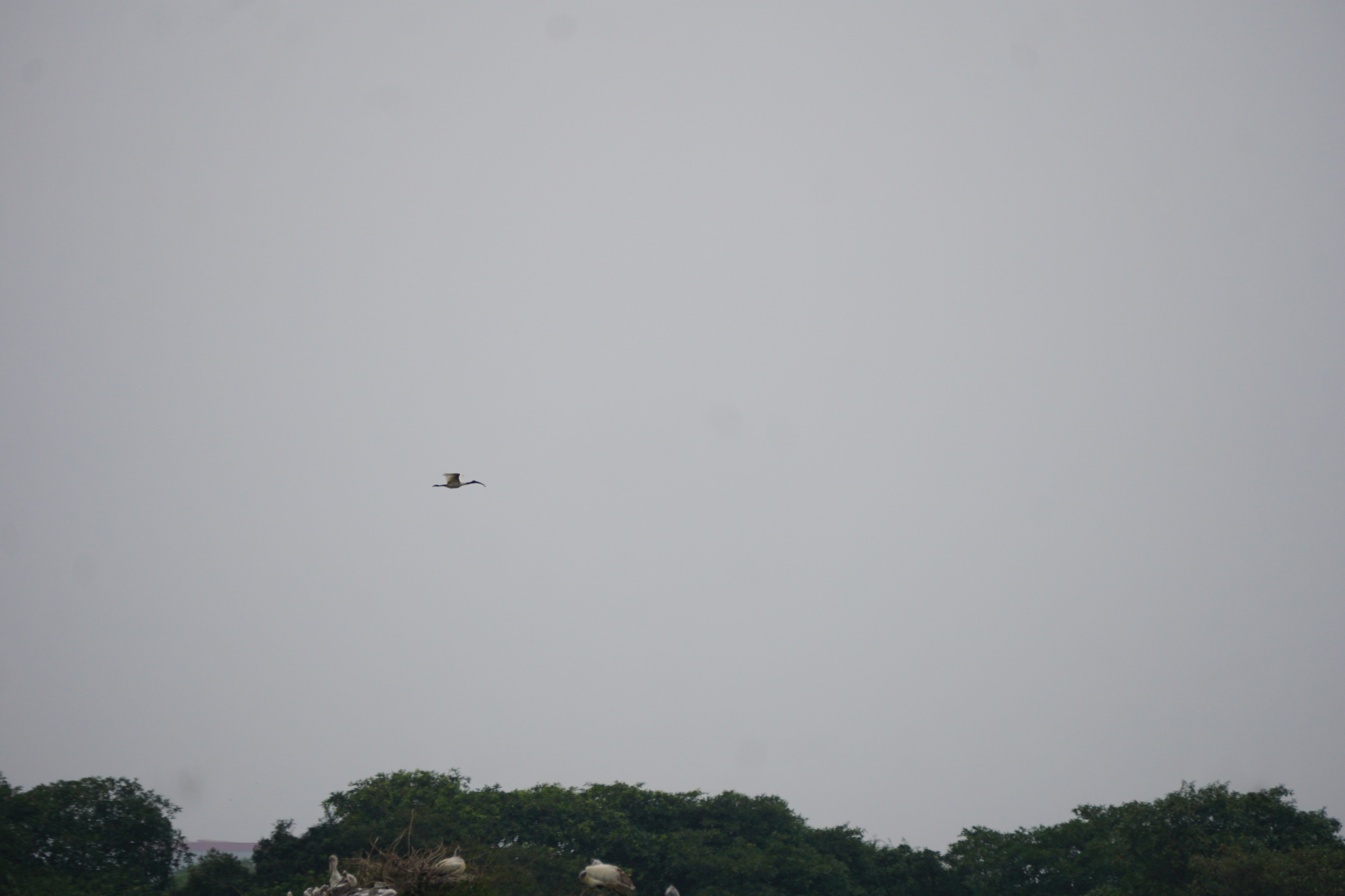 Black-headed Ibis (Threskiornis melanocephalus), photo 10