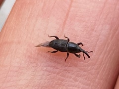 Polytus mellerborgii