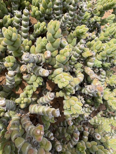 Mesembryanthemum tomentosum