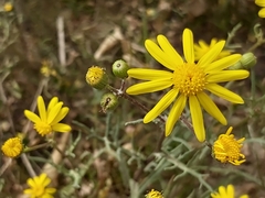 Senecio glaucus