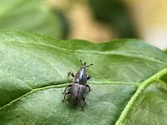 Polytus mellerborgii