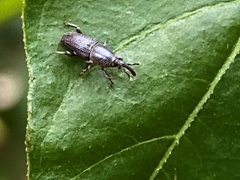 Polytus mellerborgii