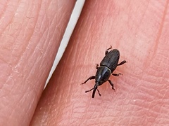 Polytus mellerborgii