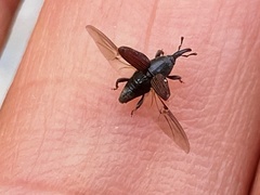 Polytus mellerborgii