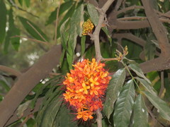 Saraca asoca