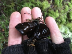 Pseudoplectania vogesiaca