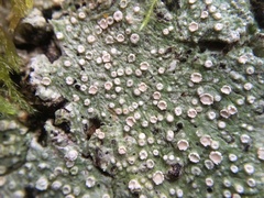 Pertusaria subambigens