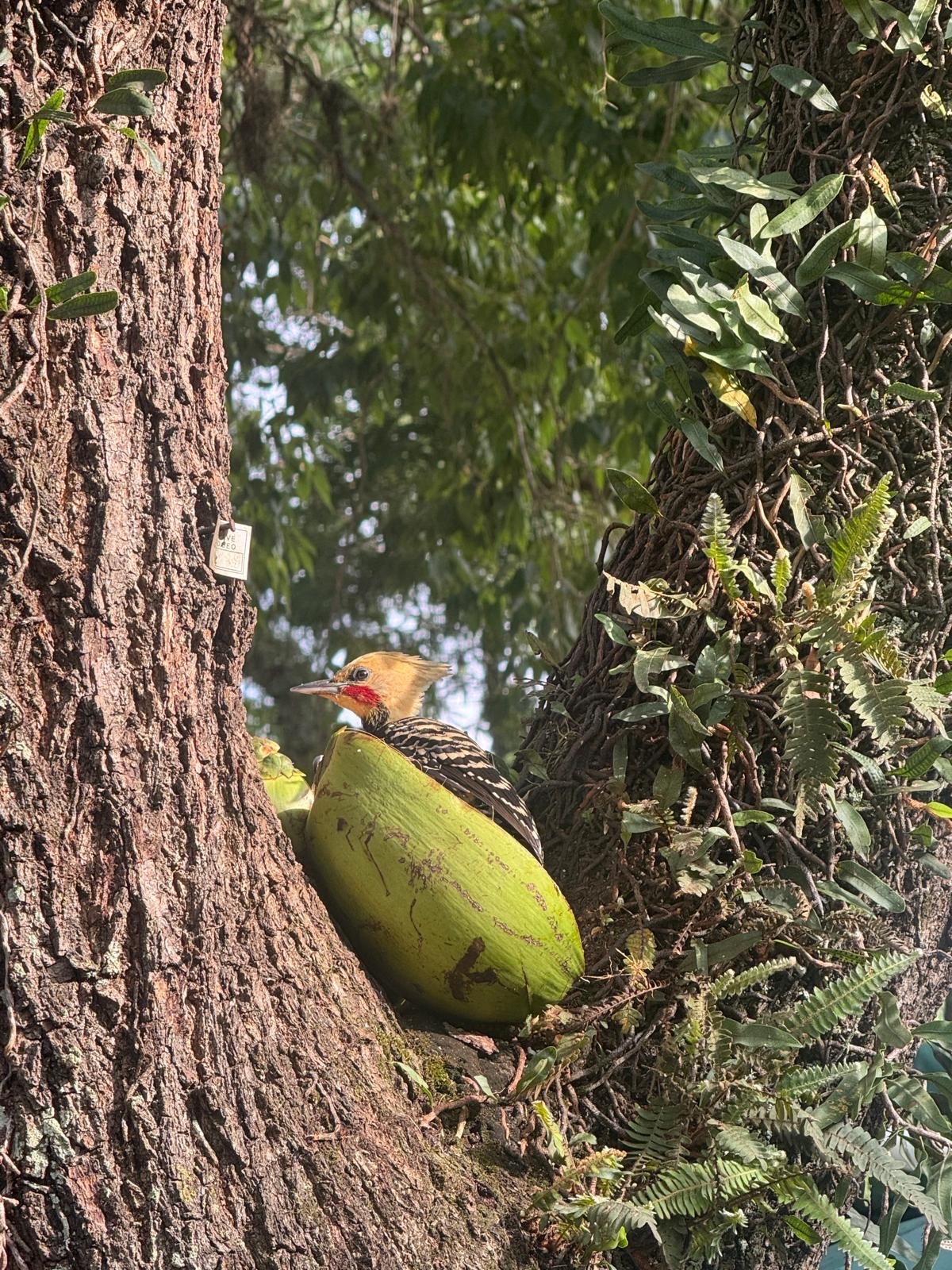 Blond-crested Woodpecker (Celeus flavescens), photo 2