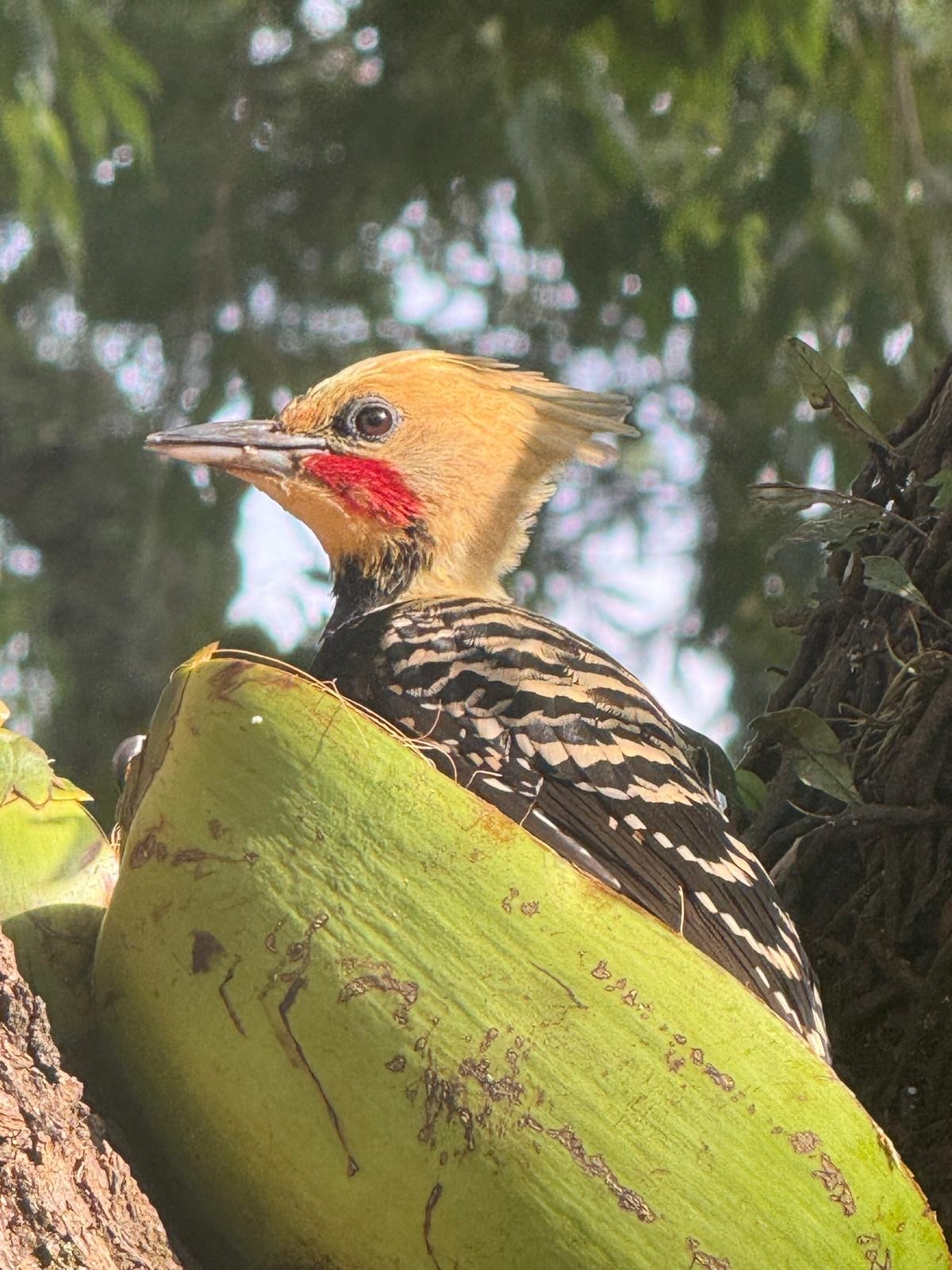 Blond-crested Woodpecker (Celeus flavescens), photo 4