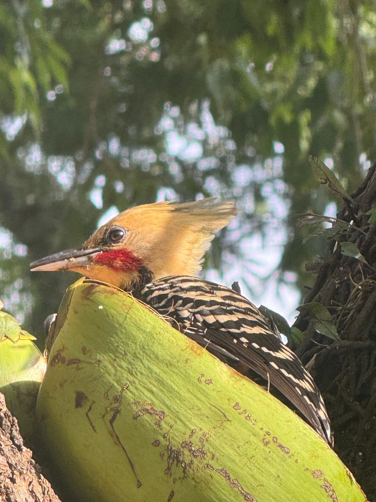 Blond-crested Woodpecker (Celeus flavescens), photo 5