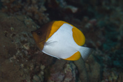 Hemitaurichthys polylepis