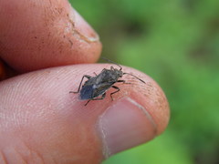 Stictopleurus punctatonervosus