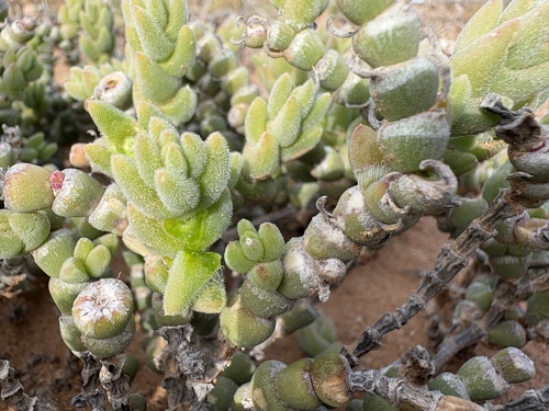 Mesembryanthemum tomentosum