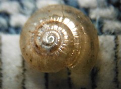 Glyphyalinia