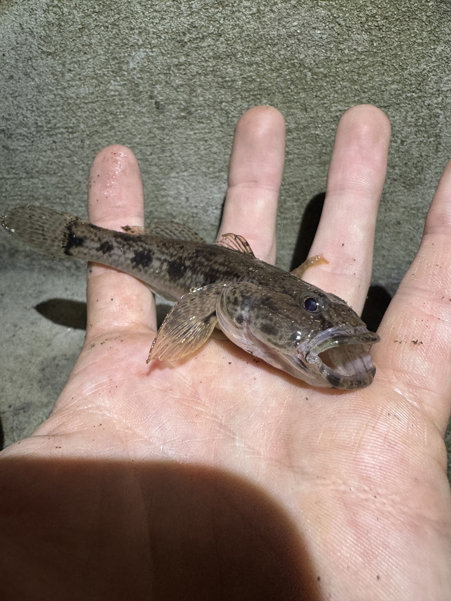 Olive Goby photo 6