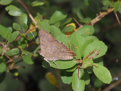 Paralucia pyrodiscus