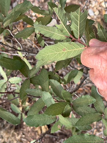 Arizona white oak (Quercus arizonica)
