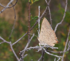Paralucia pyrodiscus