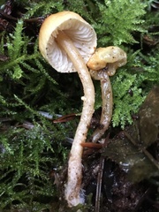 Cystoderma jasonis