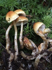 Cystoderma jasonis