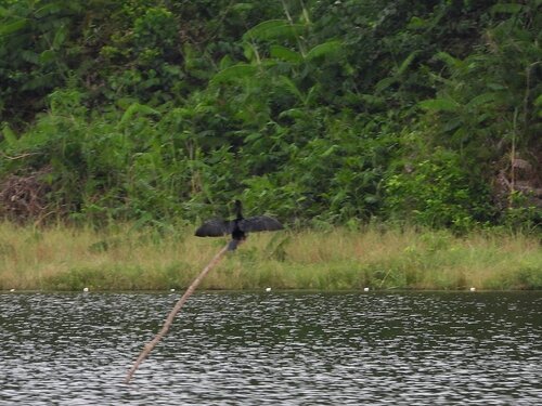 iNaturalist: (c) César María Aguilar Gómez, some rights reserved (CC BY-NC), uploaded by César María Aguilar Gómez iNaturalist image