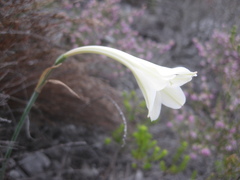 Cyrtanthus leucanthus