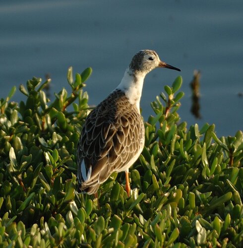 iNaturalist: (c) Georges Olioso, some rights reserved (CC BY-NC), uploaded by Georges Olioso iNaturalist image