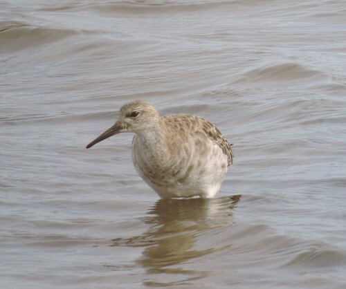 iNaturalist: (c) Georges Olioso, some rights reserved (CC BY-NC), uploaded by Georges Olioso iNaturalist image