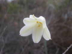 Cyrtanthus leucanthus