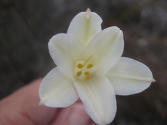 Cyrtanthus leucanthus