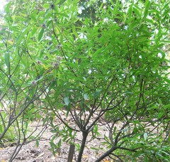 Pimelea longifolia