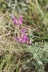Astragalus varius
