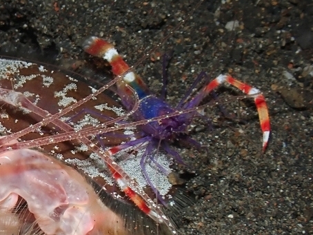 Stenopus tenuirostris observed 2025-09-07