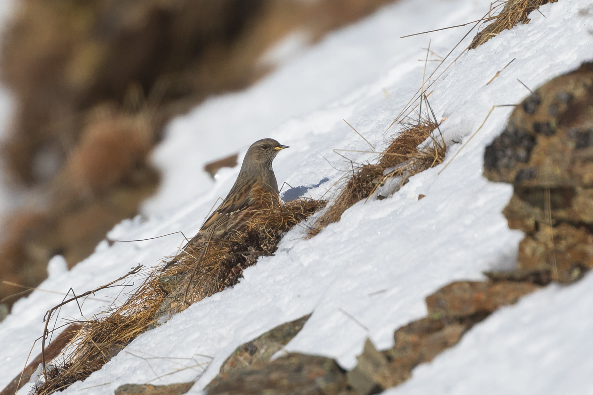 Alpine Accentor (Prunella collaris), photo 5