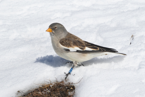 White-winged Snowfinch (Montifringilla nivalis)