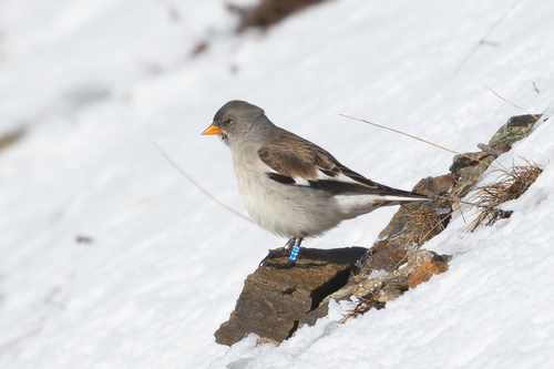 White-winged Snowfinch (Montifringilla nivalis), photo 2
